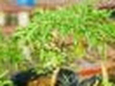 6 lưu ý cho các gia đình đang trồng cây đinh lăng