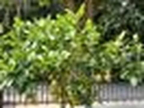 5 lý do nhất định phải trồng một cây chanh trong nhà