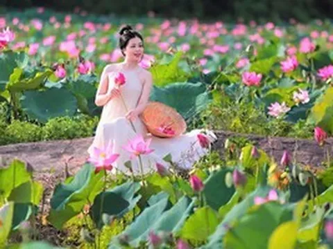 Đẹp ngỡ ngàng đồng hoa sen lớn nhất Đà Nẵng, du khách thích thú đến check-in