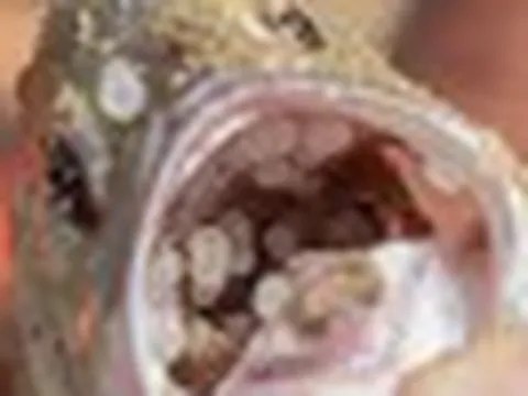 3 loại hải sản phổ biến có nguy cơ "ngậm" vi nhựa cao