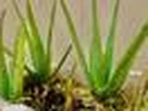 3 lý do nhất định phải trồng một chậu nha đam trong nhà