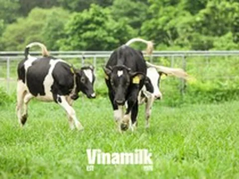 Nuôi bò sữa ở xứ nóng: Từ nan đề không tưởng đến bài toán tự chủ của một quốc gia