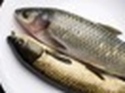 Ăn 1 bộ phận của cá, người phụ nữ suy thận cấp, suy gan: Bác sĩ cảnh báo “nấu chín vẫn nguy hiểm”
