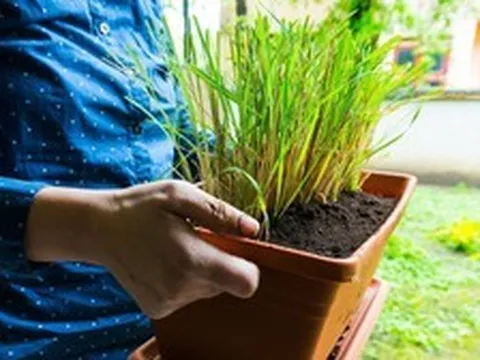 5 lý do vì sao nên trồng cây sả trong nhà
