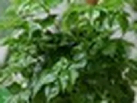 5 lý do nhiều người muốn trồng một cây hạnh phúc trong nhà