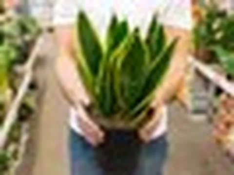 5 lý do vì sao nên trồng một cây lưỡi hổ trong nhà