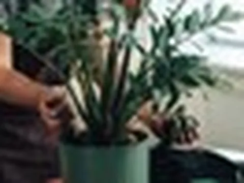 6 lý do vì sao nên trồng một chậu cây kim tiền trong nhà
