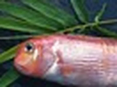 3 loại cá chứa hàm lượng thủy ngân cao bậc nhất: Thích đến mấy cũng phải hạn chế