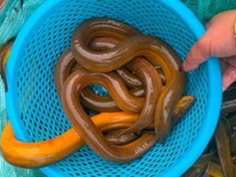 Chủ cửa hàng thủy sản 20 năm nói thẳng: 4 loại lươn chỉ người "dại" mới bỏ tiền mua