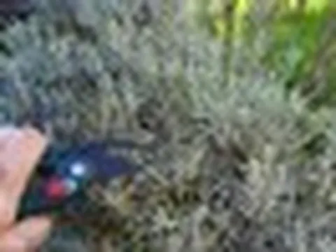 7 loại cây nên cắt tỉa ngay trong tháng 9