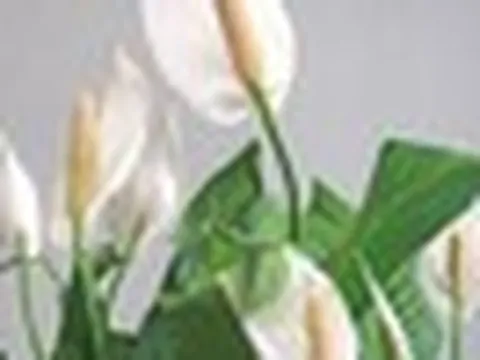 Muốn cây lan ý nở hoa liên tục? Mỗi tuần chỉ cần làm 1 việc trong 10 phút