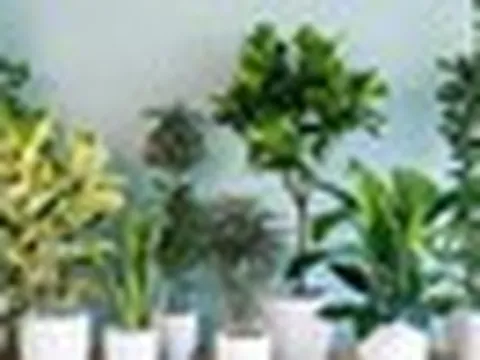 5 lời khuyên cho những gia đình trồng cây trong nhà
