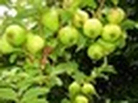 Lời khuyên đến tất cả các gia đình đang trồng cây ổi để ăn
