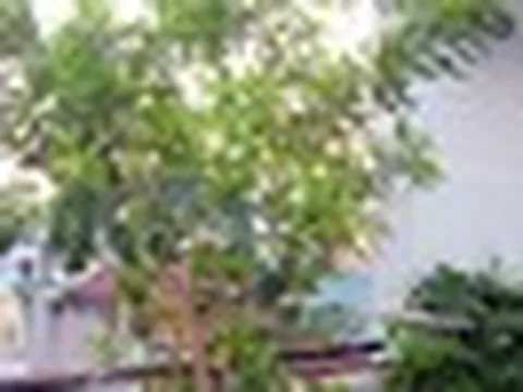 4 lý do vì sao nên trồng 1 cây lá vối trong nhà