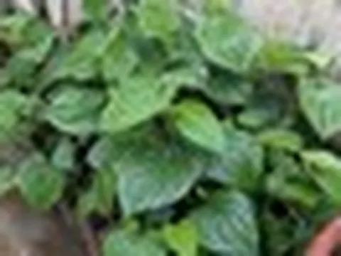 Lợi ích của cây lá lốt