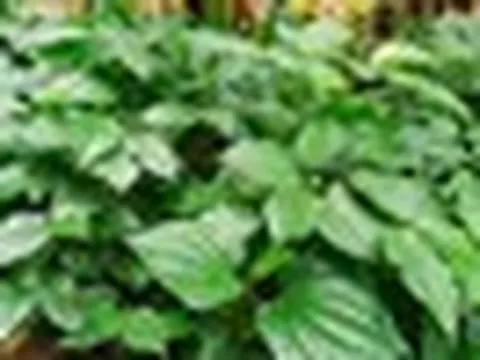 Việt Nam có 3 loại cây hỗ trợ giảm đau nhức xương khớp, mọc um tùm quanh nhà không cần chăm sóc nhiều
