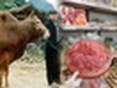 Việt Nam nghiên cứu giống bò cao cấp theo cách Nhật làm với Wagyu, có phần thịt giá hơn 1,2 triệu đồng/kg