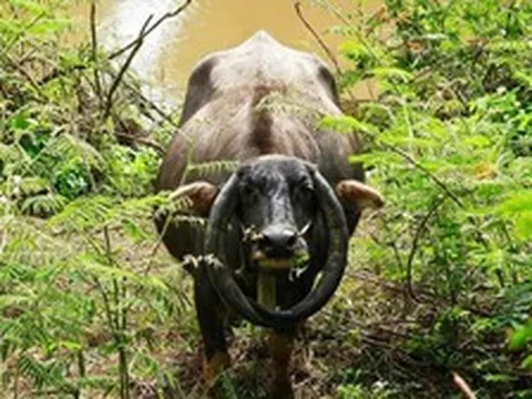 Kỳ lạ con trâu có cặp sừng cong ngược thành vòng tròn ở Đắk Lắk