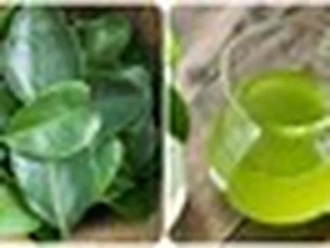 Uống nước lá chanh có tác dụng gì?