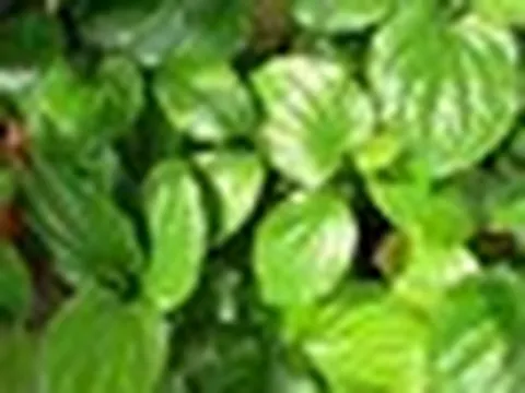 4 lời khuyên dành cho những gia đình đang trồng cây lá lốt