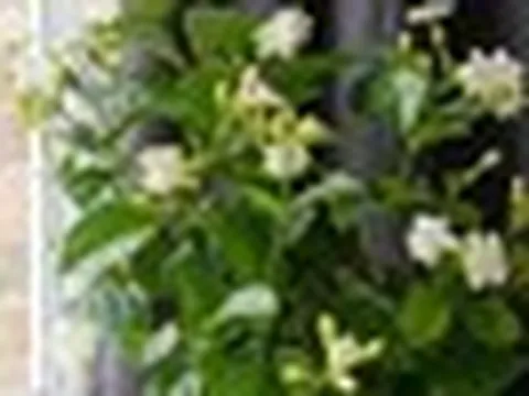 Lời khuyên dành cho những gia đình đang trồng cây hoa nhài