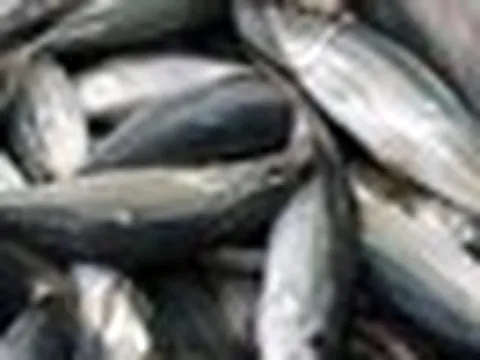 Loại cá bán đầy chợ Việt, thịt mềm dễ ăn, rẻ hơn cá hồi nhiều lần nhưng có thứ não bộ trẻ rất cần
