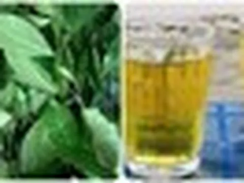Uống trà xanh tươi mỗi ngày có tác dụng gì?