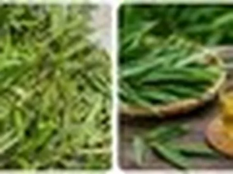 Bài thuốc chữa bệnh từ lá tre