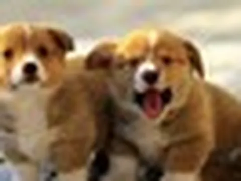 Lời khuyên cho những gia đình đang nuôi chó trong nhà
