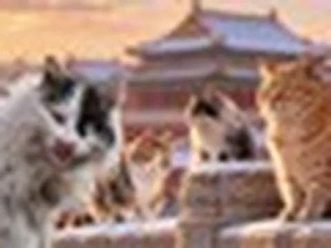 Vì sao có hơn 200 con mèo đi lại tự do trong Tử Cấm Thành?