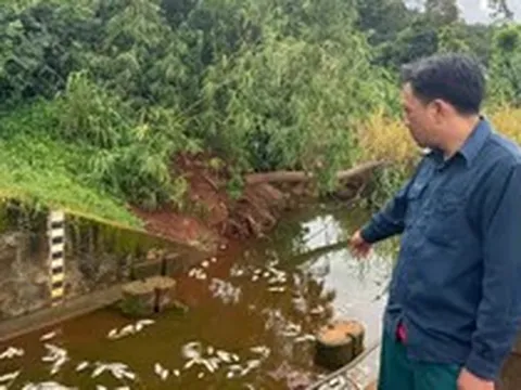 Điều tra cá chết trắng hồ gần cụm công nghiệp có 4 công ty đấu nối xả thải trái phép