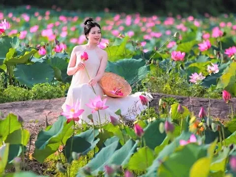 Đẹp ngỡ ngàng đồng hoa sen lớn nhất Đà Nẵng, du khách thích thú đến check-in