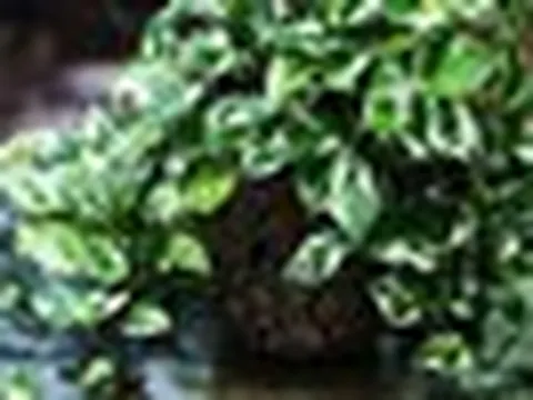 4 vị trí đặt cây trầu bà để rước tài lộc, may mắn đến nhà