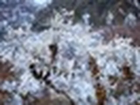 Phát hiện đỉnh núi cao hơn 1.500m ở Việt Nam, từng lạnh dưới 0°C, cây cối phủ trắng băng giá như trời Âu