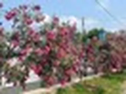 Hà Nội cấm trồng 18 loại cây nơi công cộng: Có tới 16 cây chứa độc tố và nguy hại sức khỏe