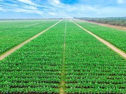 Một tỷ phú Việt có quỹ đất nông nghiệp khổng lồ hơn 95.000 ha tại 3 nước Châu Á: Trồng loại trái cây người Mỹ tiêu thụ 11.000 tấn mỗi ngày