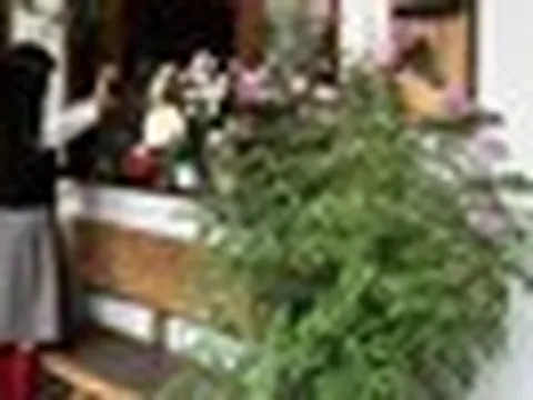 5 loại cây nhìn đẹp nhưng không nên tùy tiện đặt trong nhà: Sai vị trí, cây khó sống mà người cũng thêm phiền