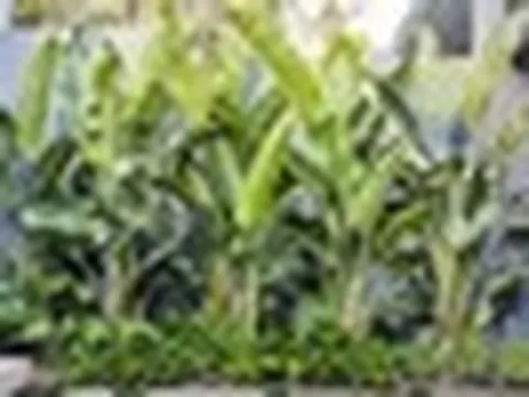 Vì sao ông bà dặn con cháu: "Trước trồng cau, sau trồng chuối"?