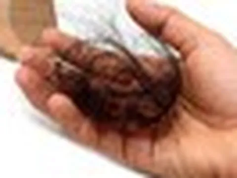 Lời khuyên cho những ai hay bị rụng tóc