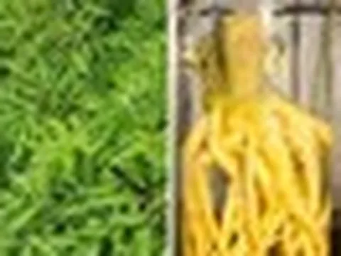 Bác sĩ hướng dẫn cách ngâm rượu rễ cây đinh lăng an toàn