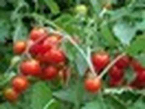 Loại quả dân dã bán đầy chợ có thể giúp giảm 11,42% mỡ gan sau 6 tuần