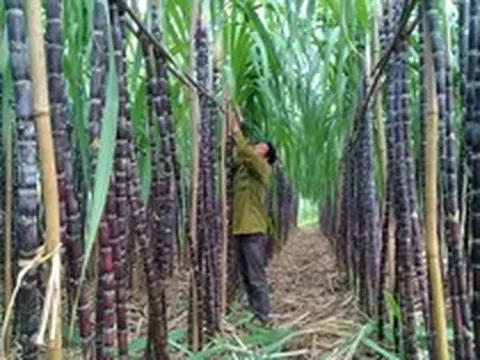Mía đường Sơn La báo lãi sau thuế giảm 72%, chốt ngày chia cổ tức 100% bằng tiền mặt