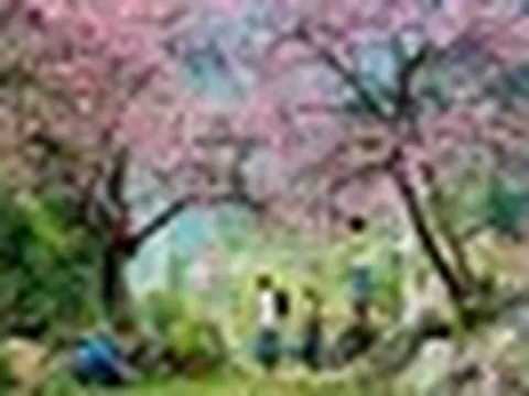 Phát hiện bản làng ở độ cao 1.300m tại Việt Nam, mùa xuân cả sườn núi nhuộm hồng như một tấm lụa khổng lồ
