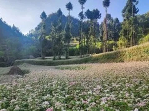 Lễ hội Hoa Tam giác mạch lần thứ XII năm 2026: 'Âm vang miền đá'