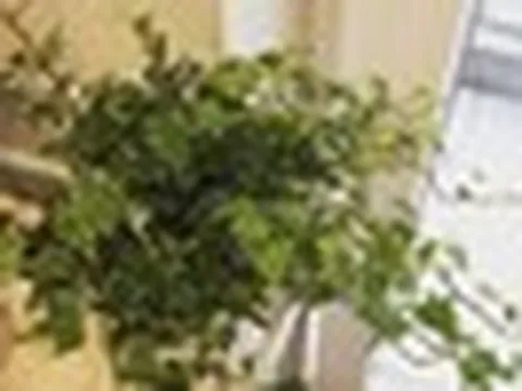 5 "người hùng xanh" NASA khuyên trồng trong nhà: Hút Formaldehyde mà WHO công bố gây ung thư