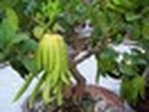Người giàu nâng niu 3 loài cây này như báu vật trong nhà: Một cây nở hoa, một cây kết trái, một cây chỉ đứng im cũng toát ra vẻ phú quý