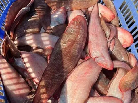 Loài cá là “kho báu” dưỡng chất, lại còn ít xương, nhiều thịt