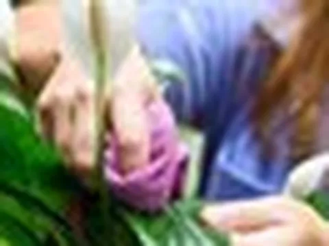 Nhiều người trồng cây lan ý trong nhà, hóa ra không chỉ để làm cảnh